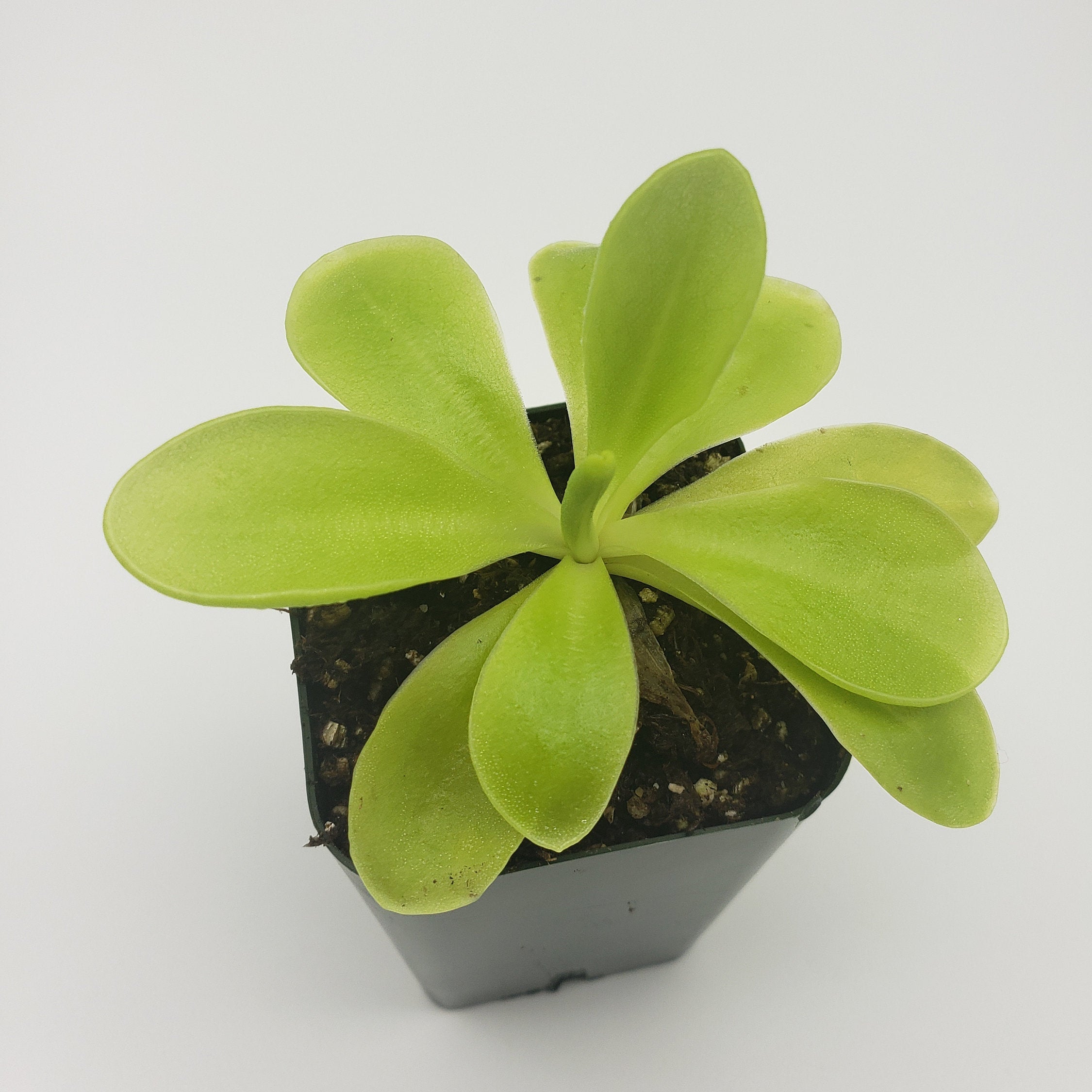 Pinguicula gigantea x 'Huahuapan' product image 4