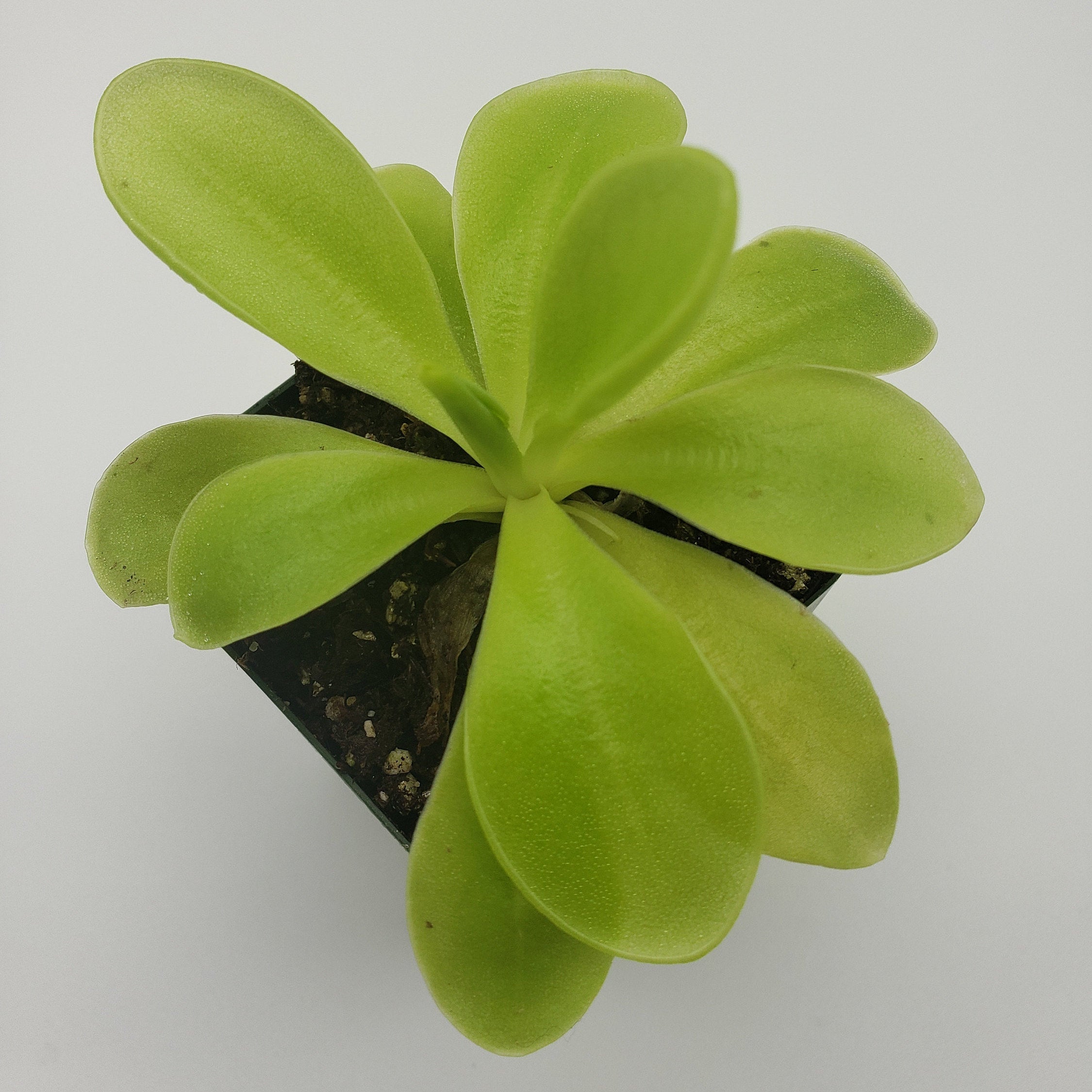 Pinguicula gigantea x 'Huahuapan' product image 5
