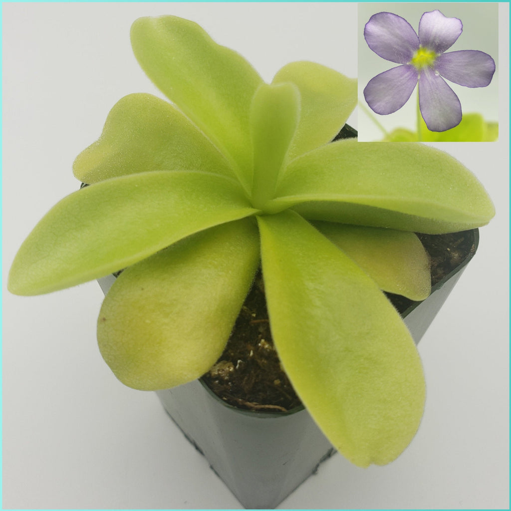 Pinguicula gigantea product image 1