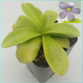 Pinguicula gigantea product image 1