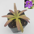 Pinguicula agnata 'El Lobo' x moctezumae with burgundy-tinted leaves in a black nursery pot and purple flower inset