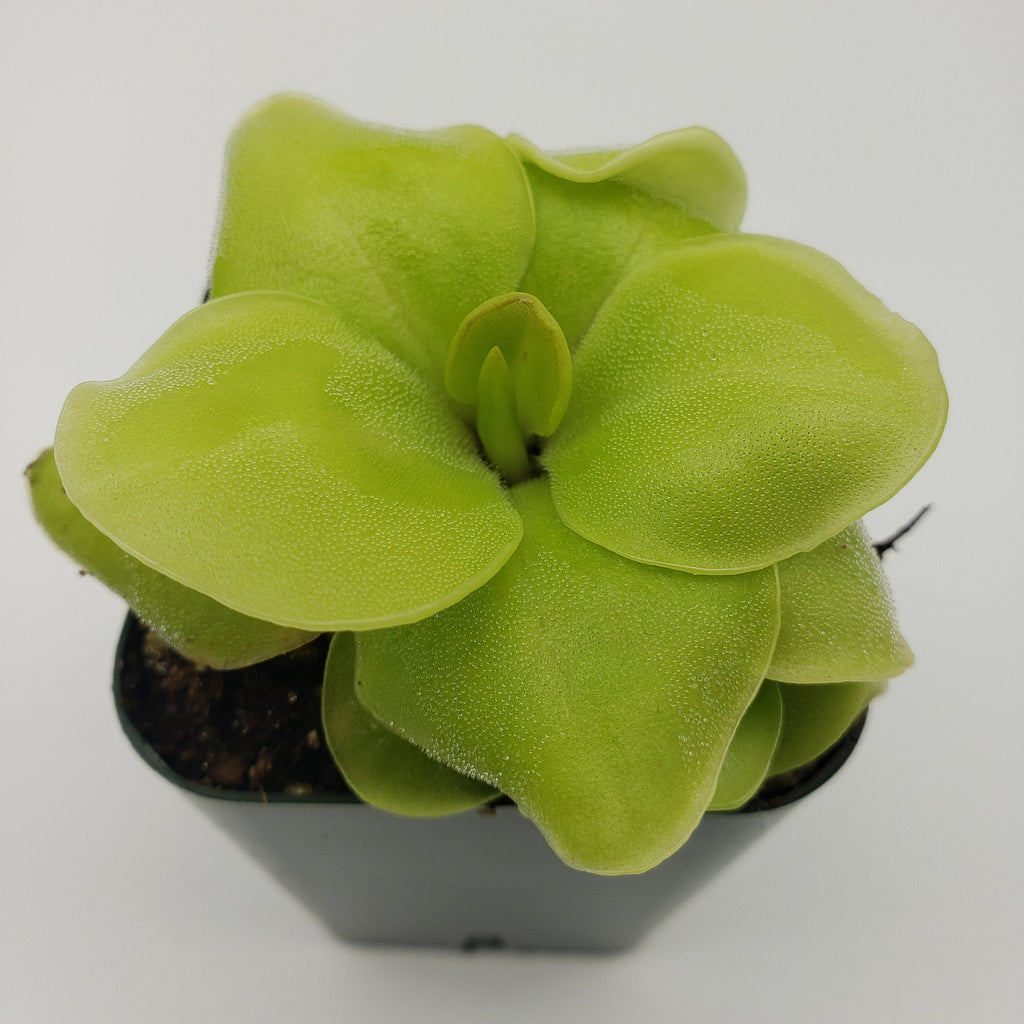 Pinguicula Huahuapan live plant product image 2