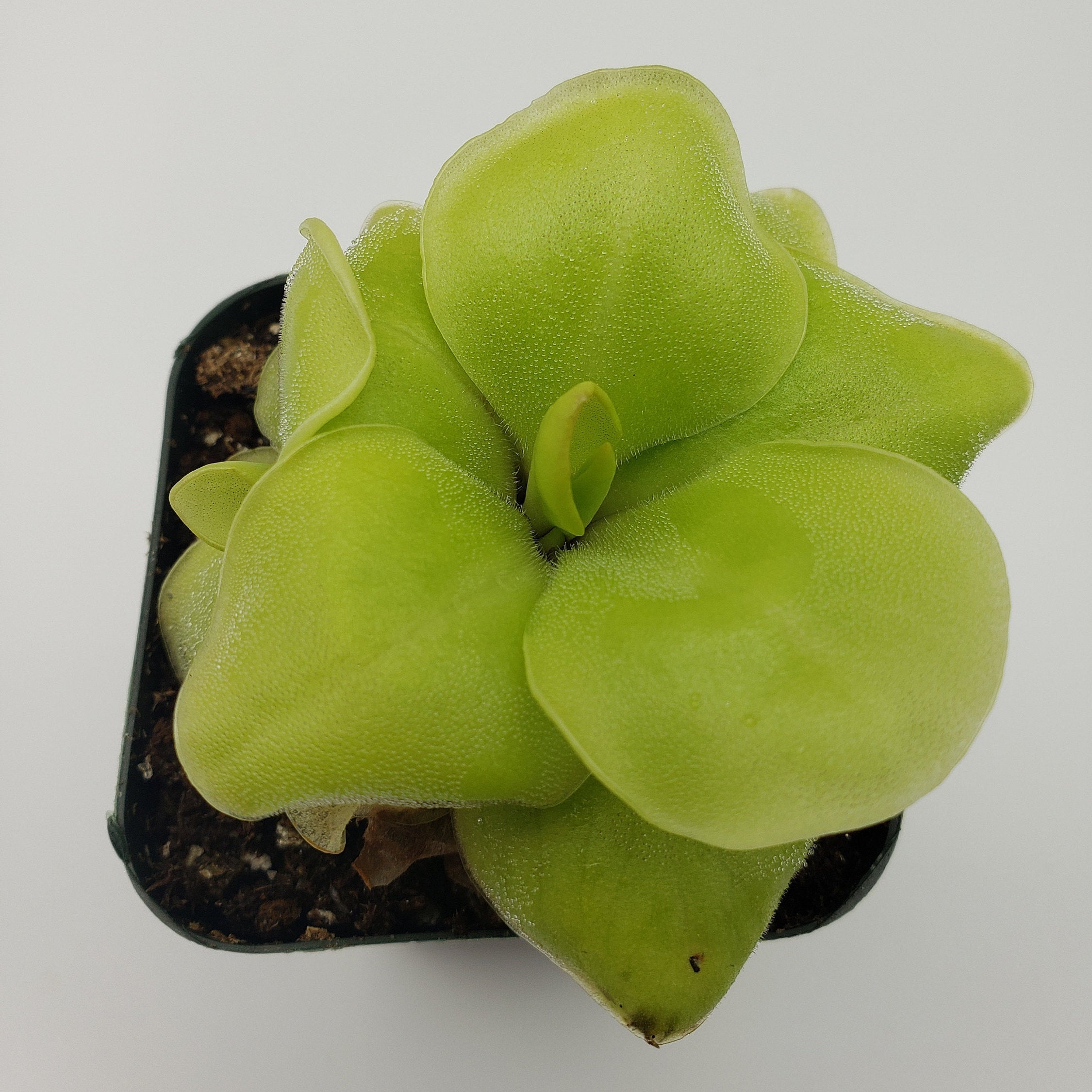Pinguicula Huahuapan live plant product image 4