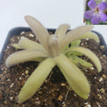 Pinguicula agnata x gypsicola with long pale leaves in a black pot and purple flower inset