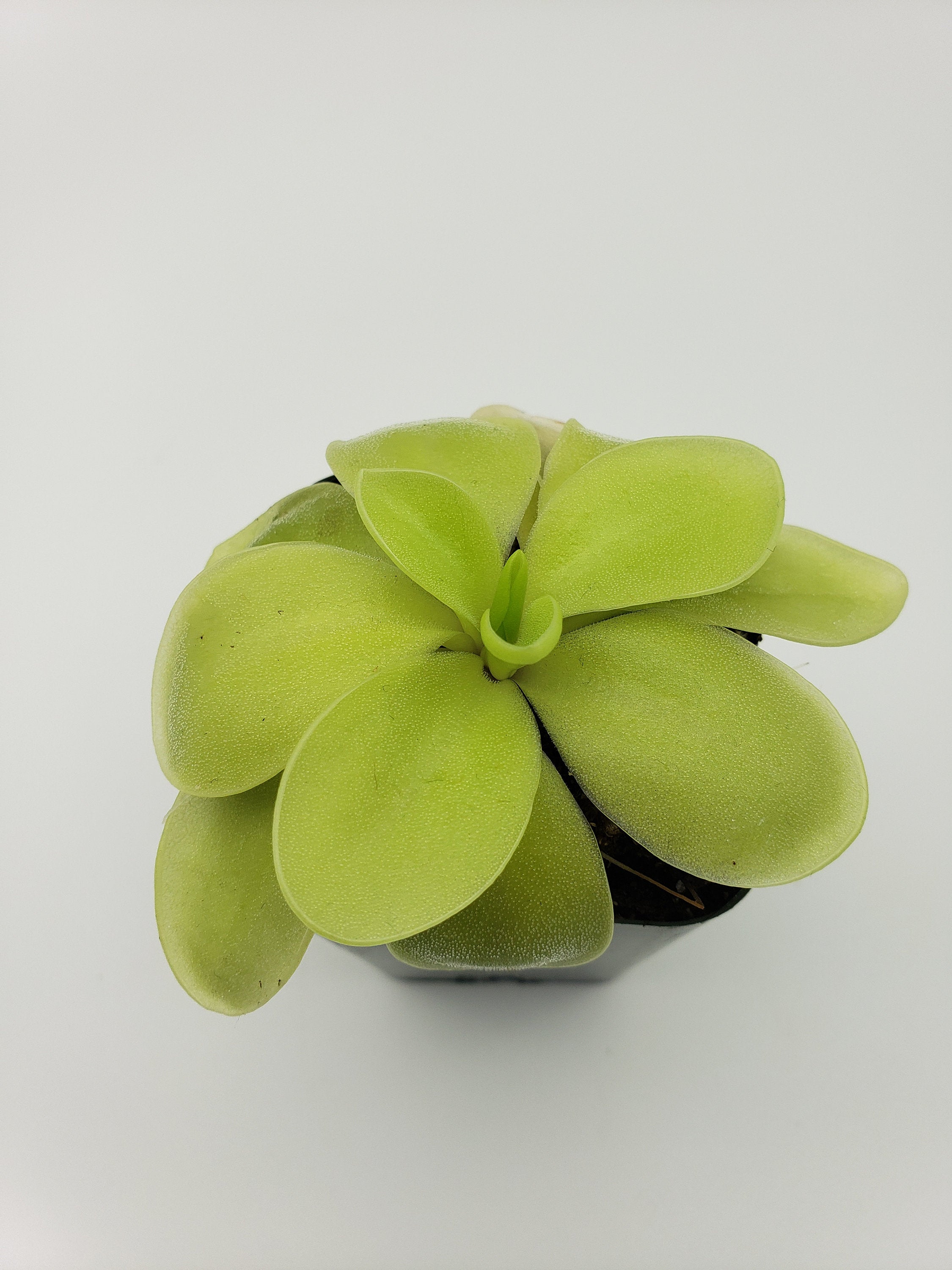 Pinguicula gigantea alba x 'Huahuapan' live plant product image 3