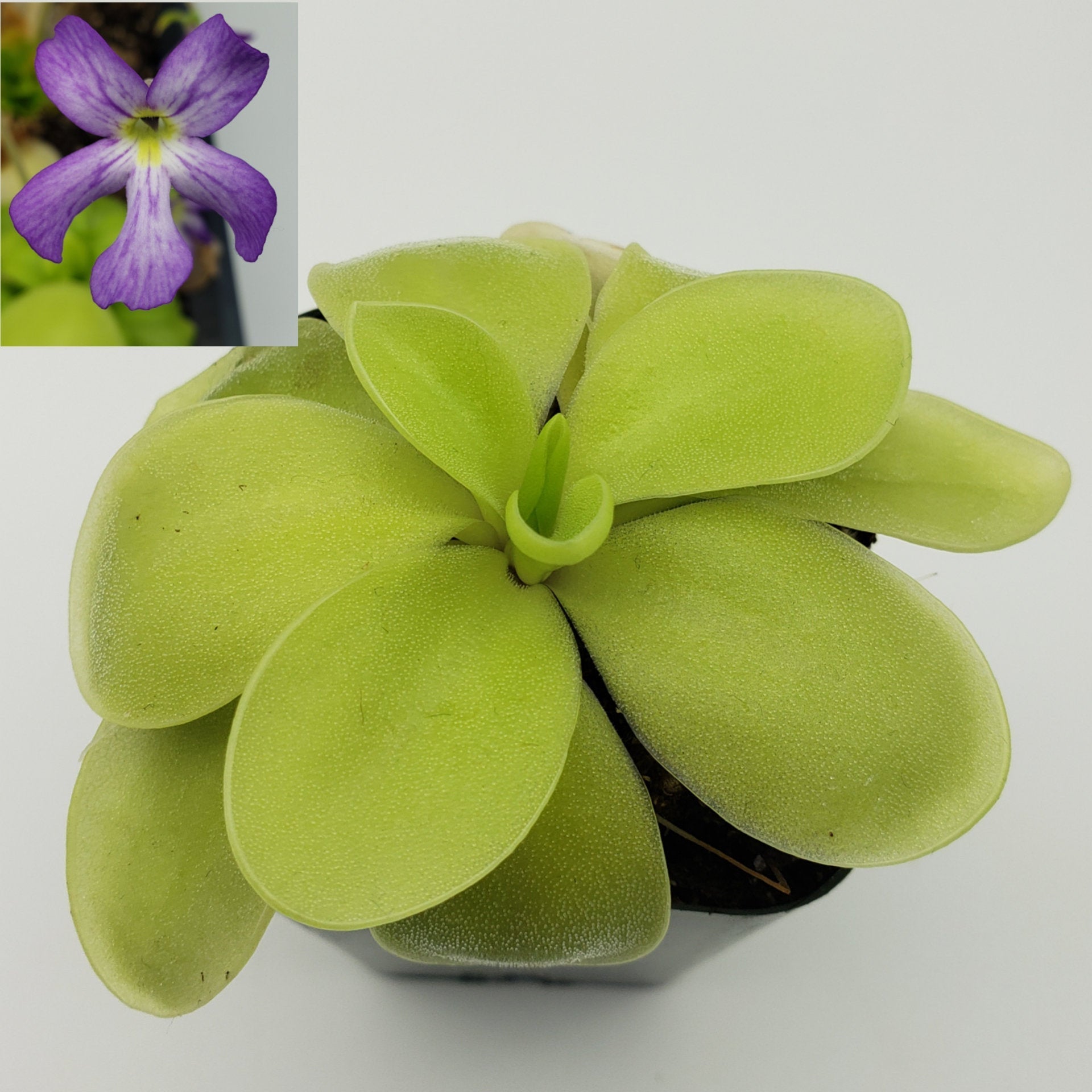 Pinguicula gigantea alba x 'Huahuapan' live plant product image 1