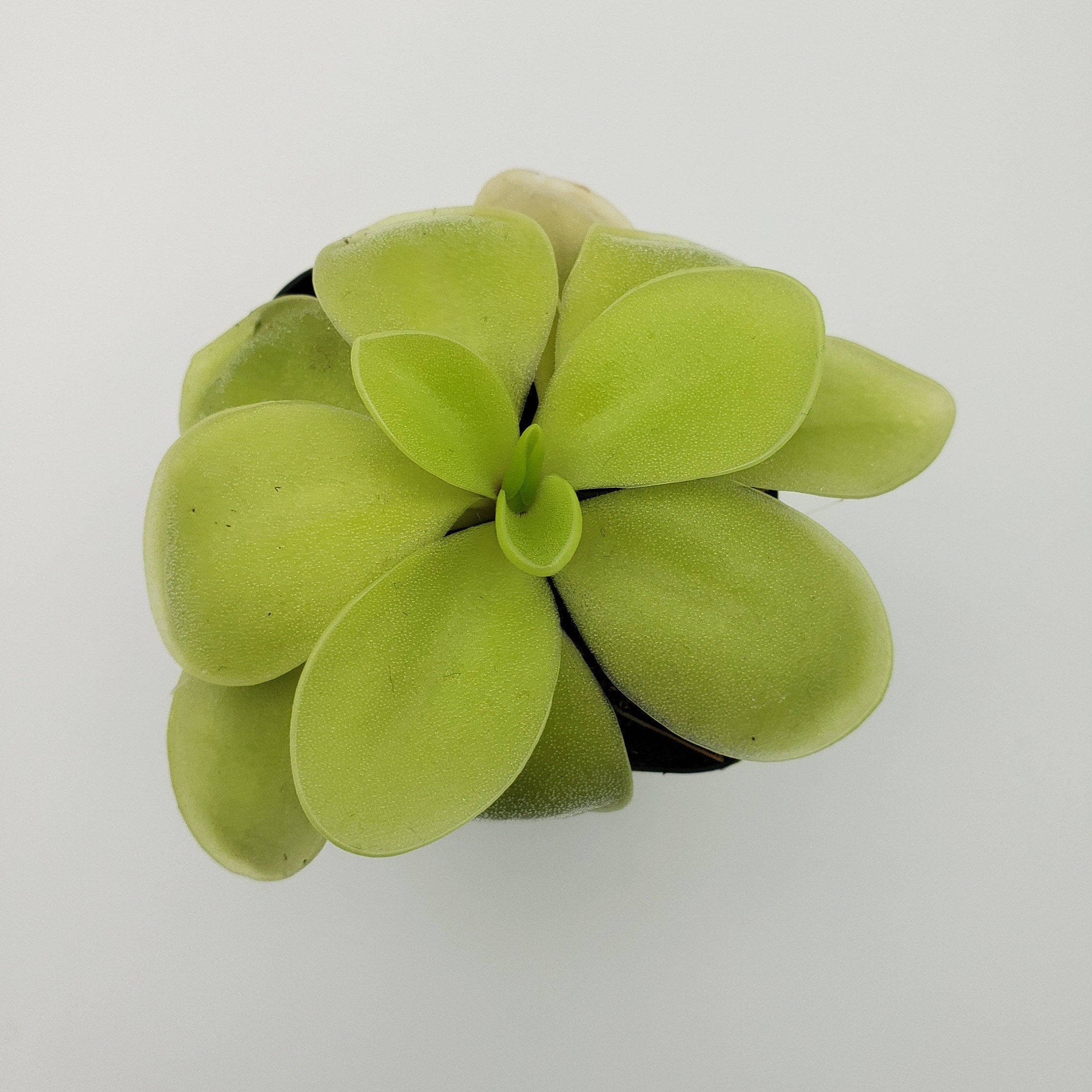 Pinguicula gigantea alba x 'Huahuapan' live plant product image 2