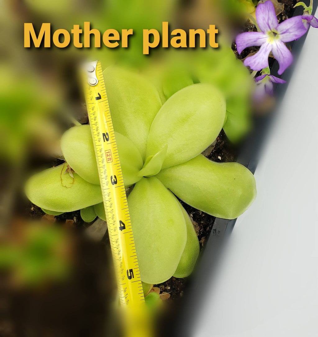 Pinguicula gigantea alba x 'Huahuapan' live plant product image 4