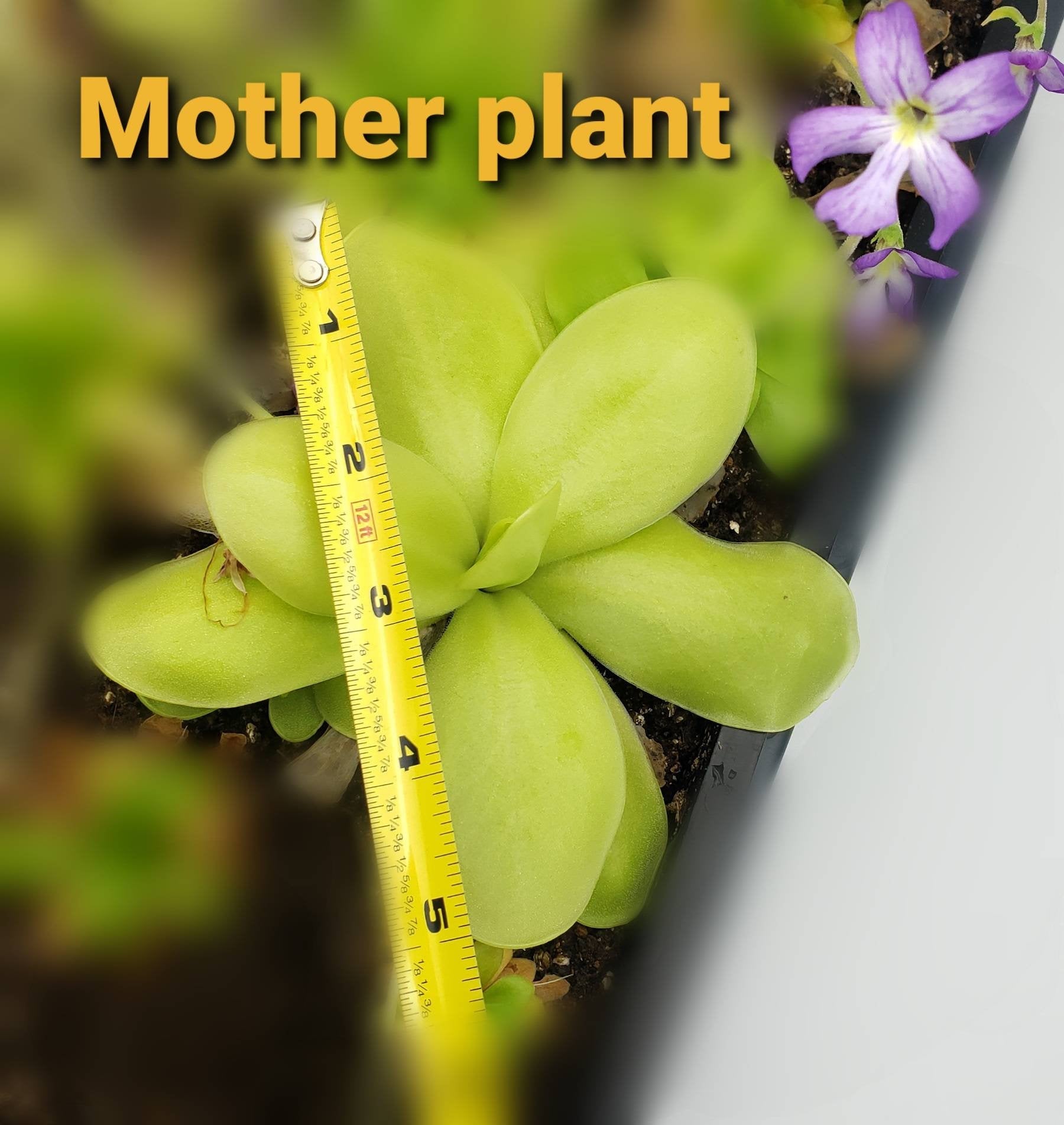 Pinguicula gigantea alba x 'Huahuapan' live plant product image 4