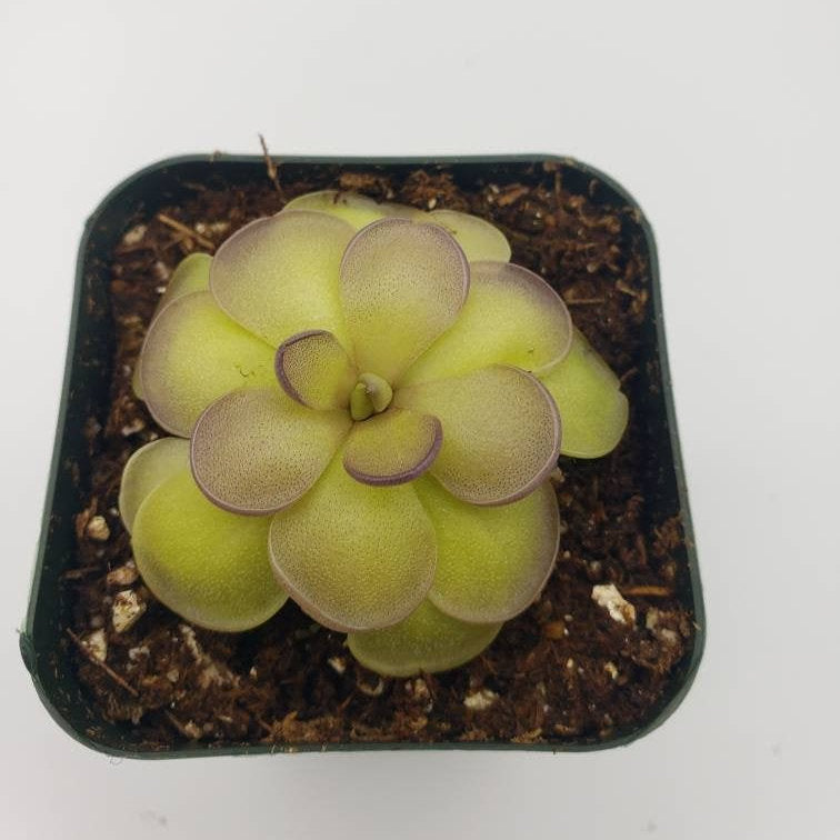 Pinguicula hemiepiphytica x cyclosecta product image 3