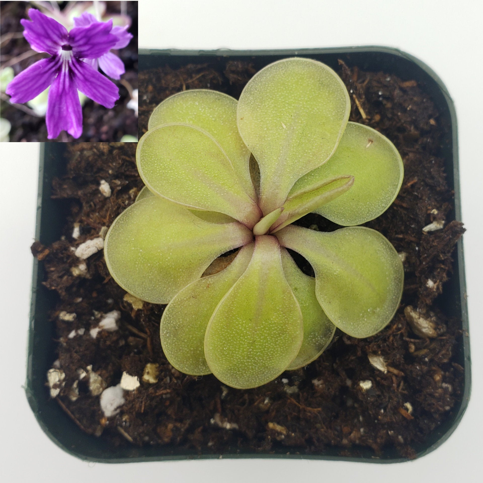 Pinguicula emarginata x 'Huahuapan' product image 1
