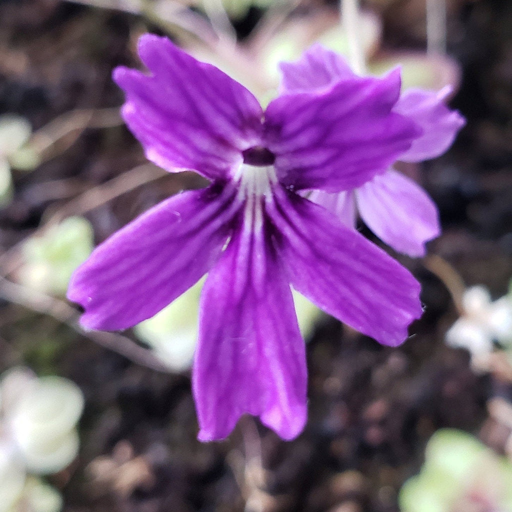 Pinguicula emarginata x 'Huahuapan' product image 2