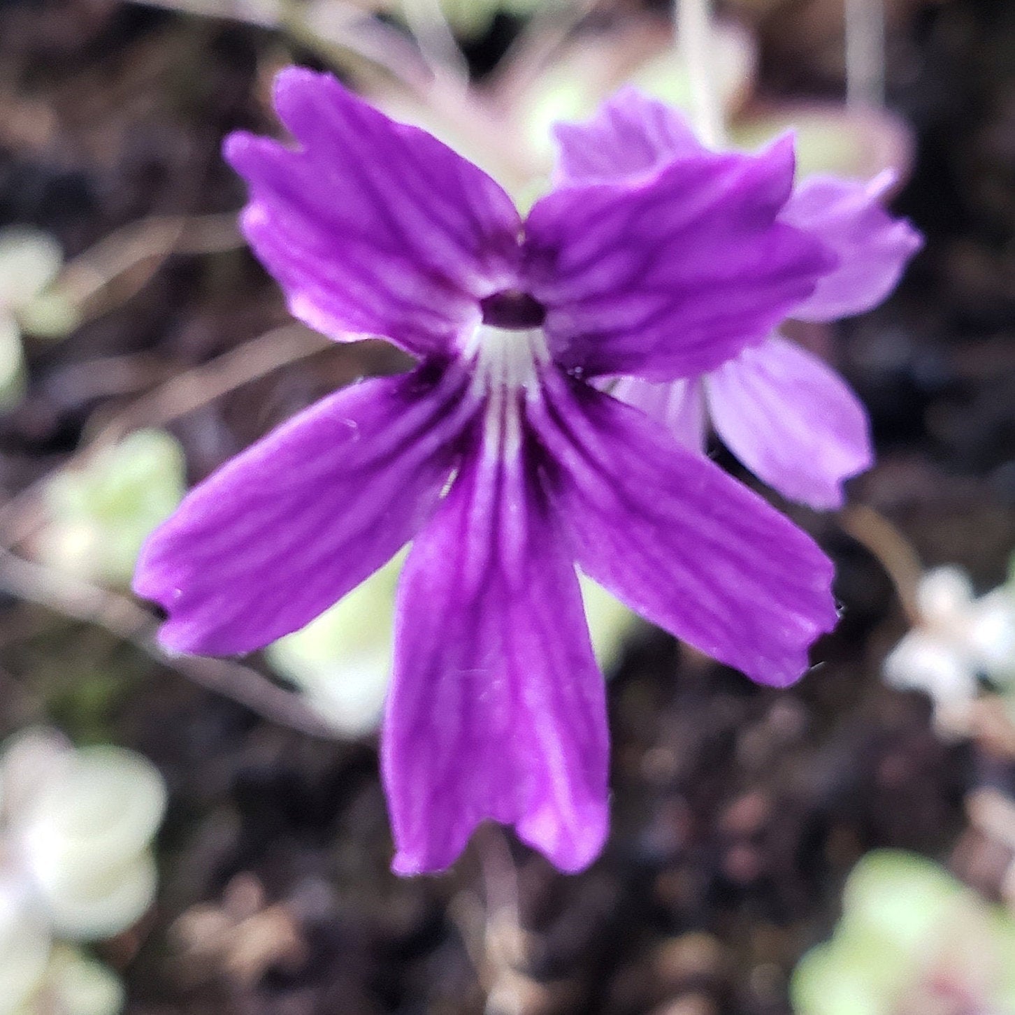 Pinguicula emarginata x 'Huahuapan' product image 2