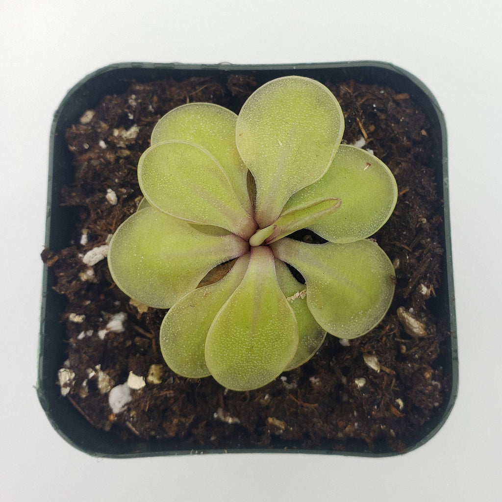 Pinguicula emarginata x 'Huahuapan' product image 3