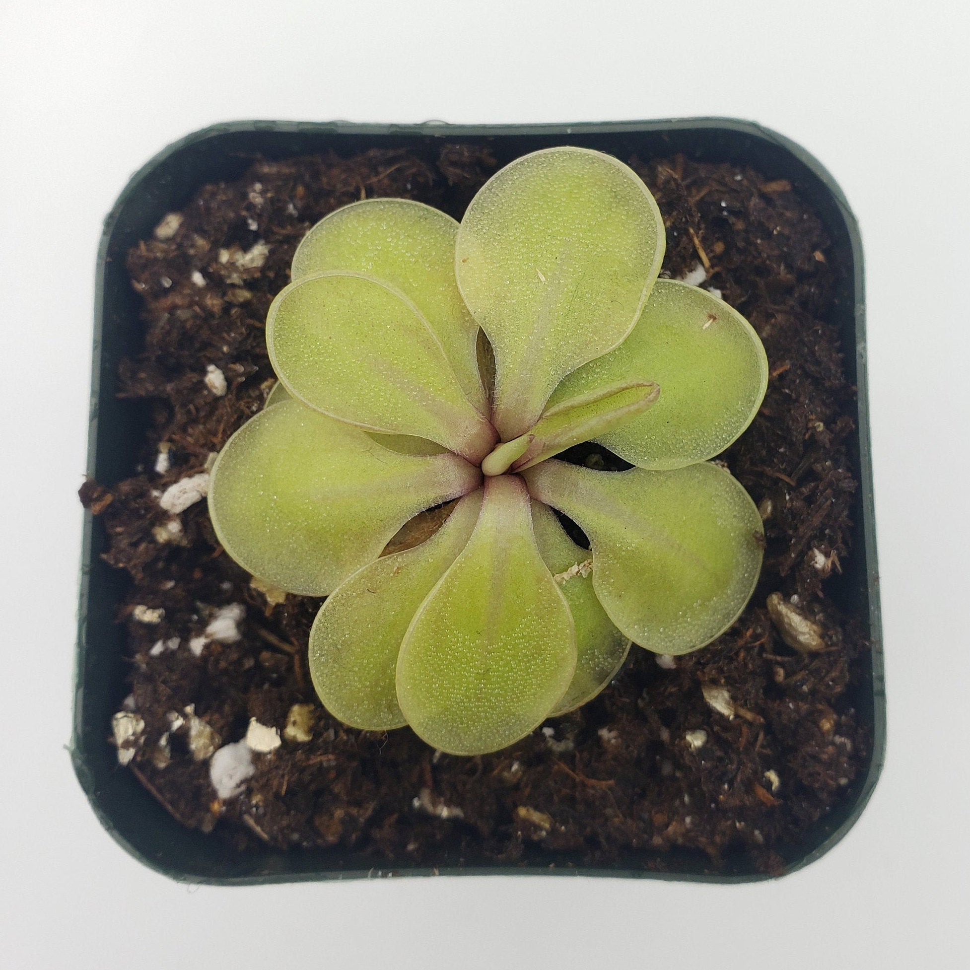 Pinguicula emarginata x 'Huahuapan' product image 3