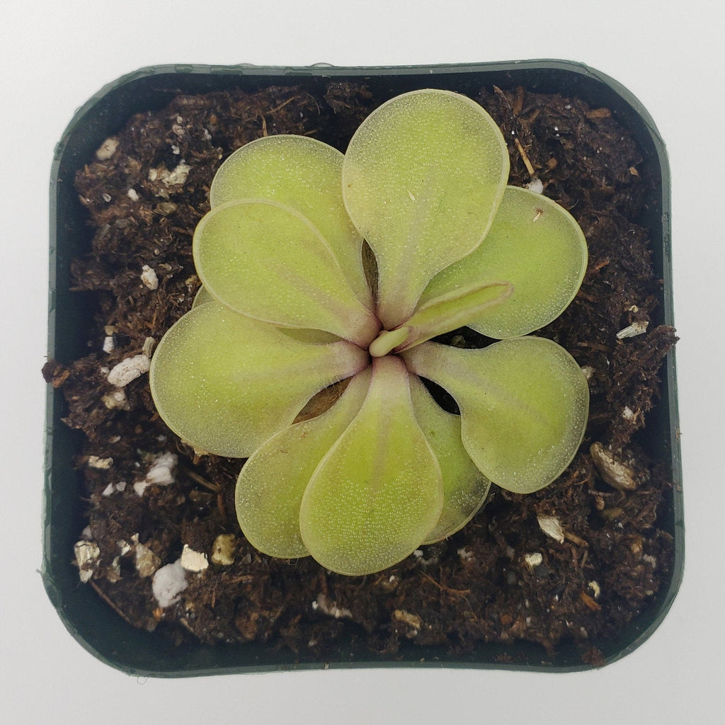 Pinguicula emarginata x 'Huahuapan' product image 4