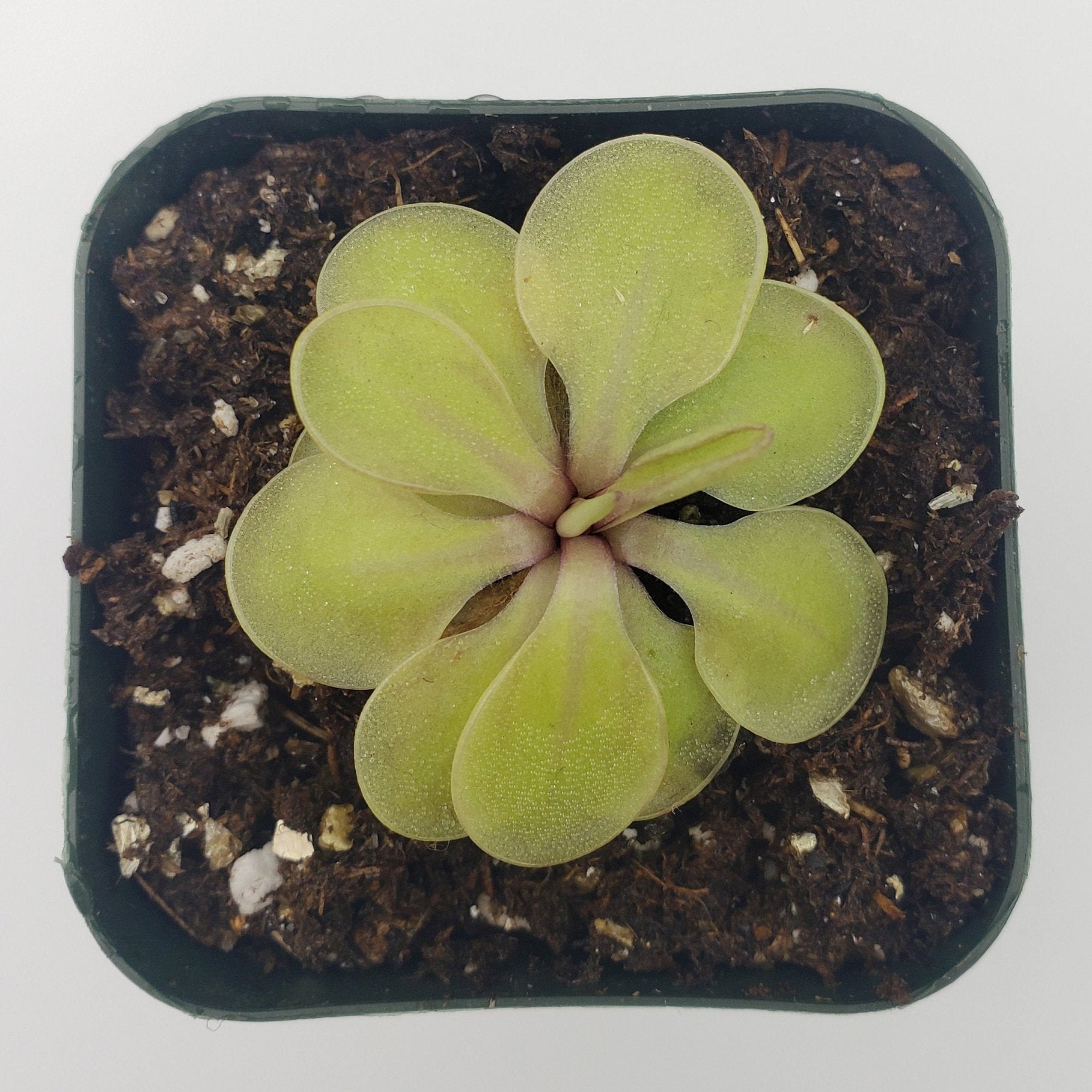 Pinguicula emarginata x 'Huahuapan' product image 4