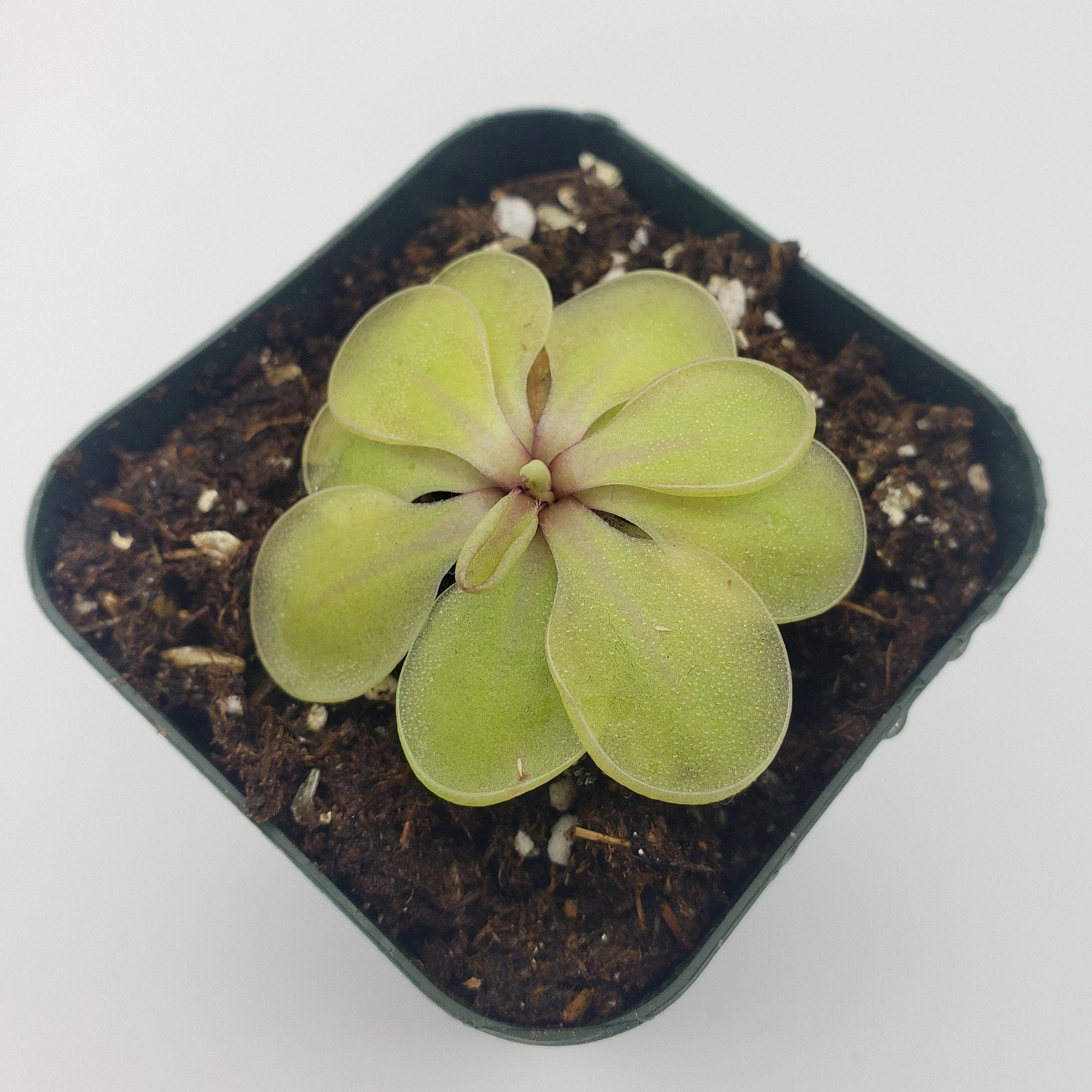 Pinguicula emarginata x 'Huahuapan' product image 5