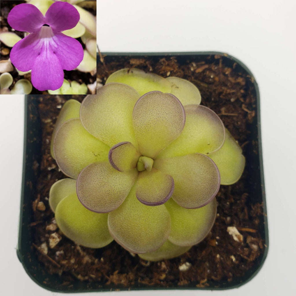 Pinguicula hemiepiphytica x cyclosecta product image 1