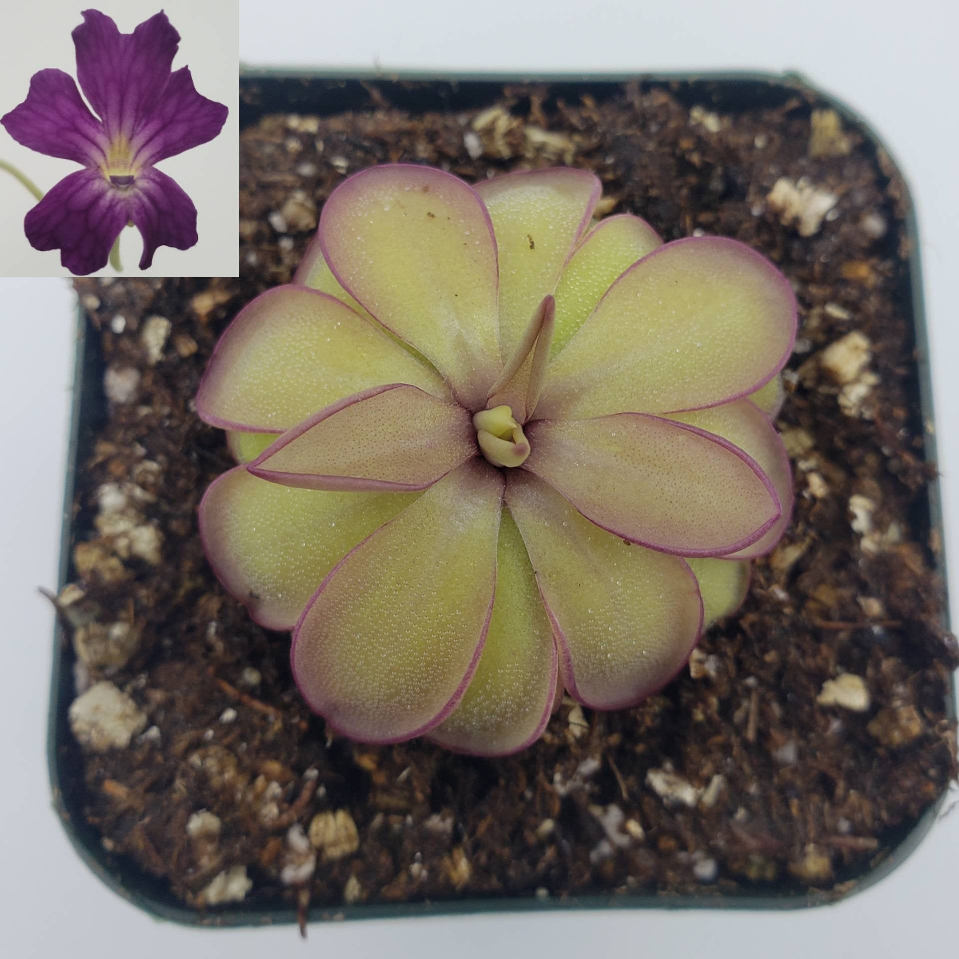 Pinguicula laueana x emarginata product image 2