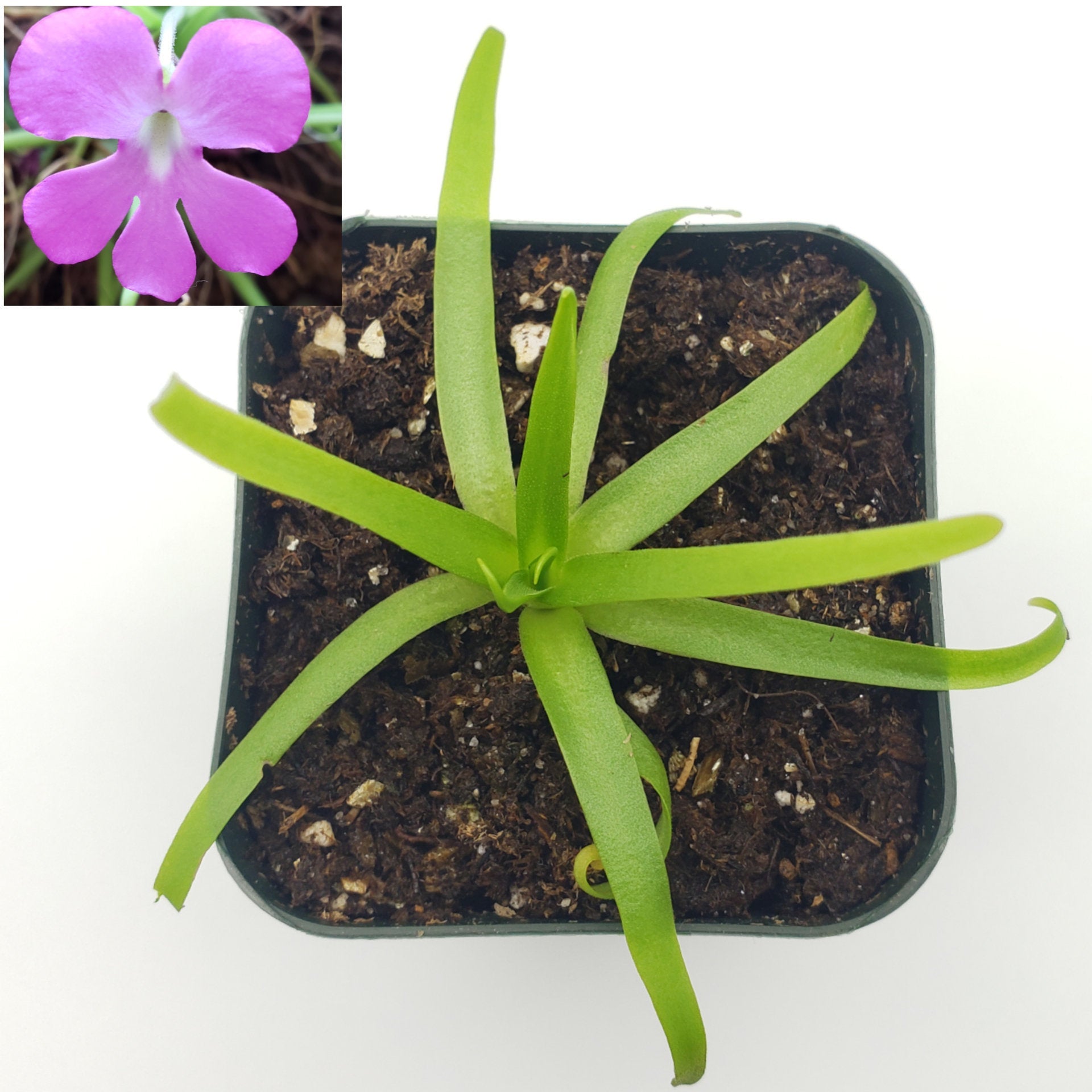 Pinguicula moctezumae with long narrow green leaves in a black pot and pink flower inset