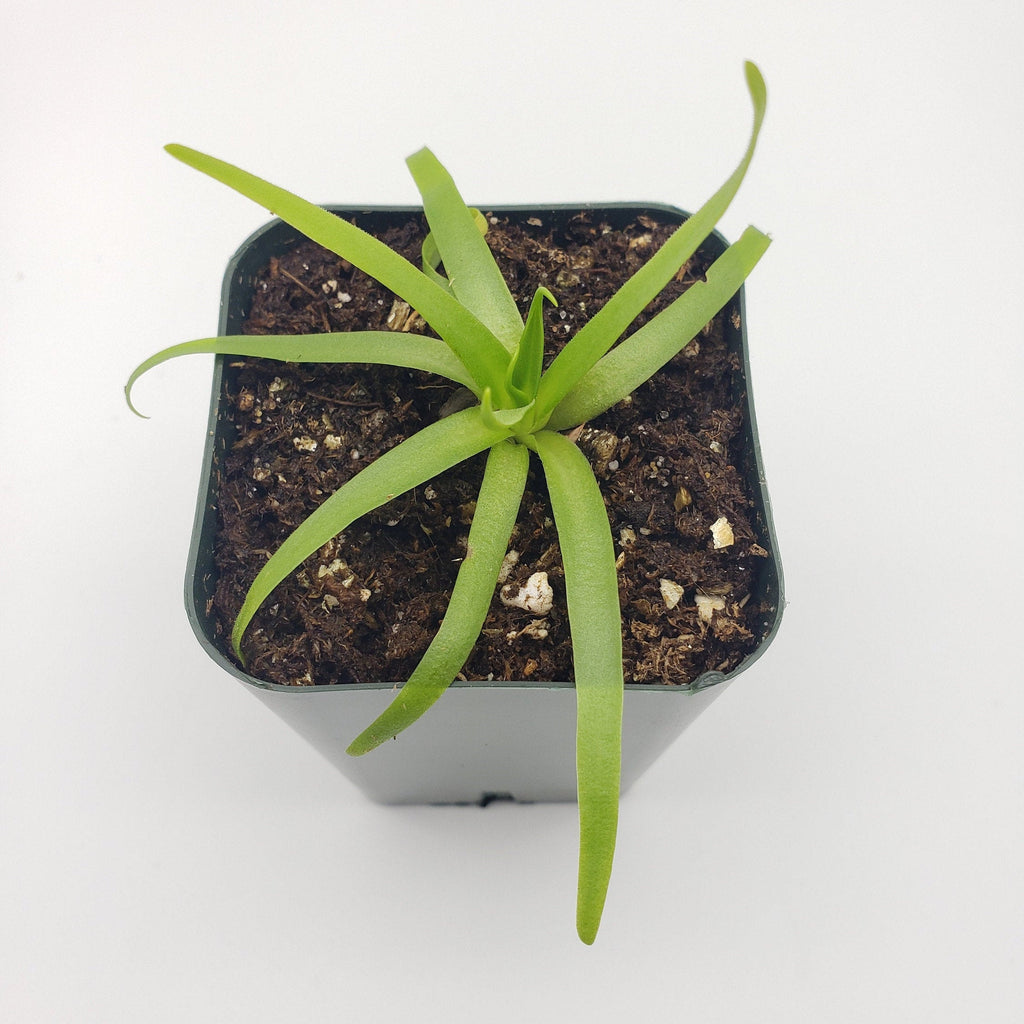 Pinguicula moctezumae product image 4
