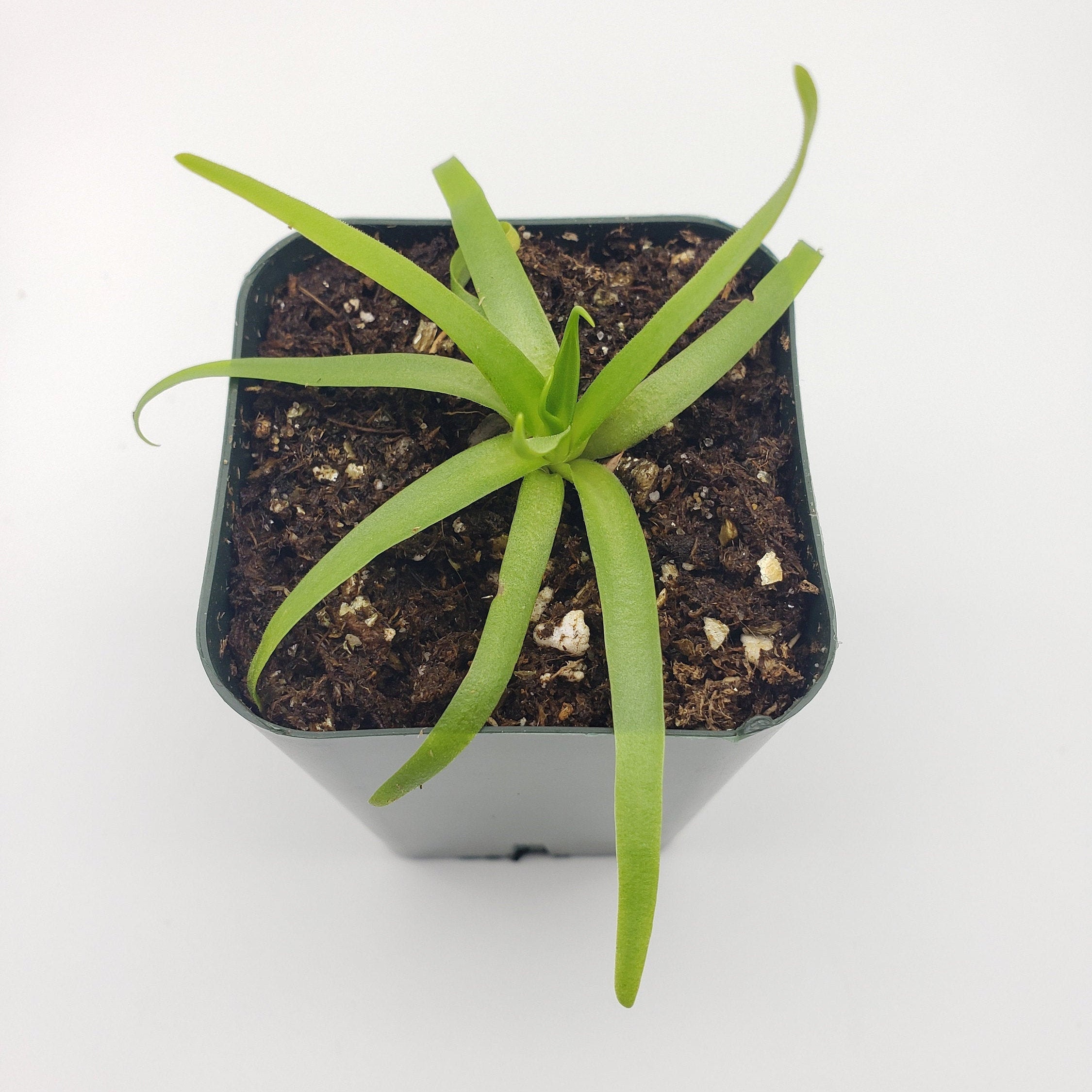 Pinguicula moctezumae product image 4