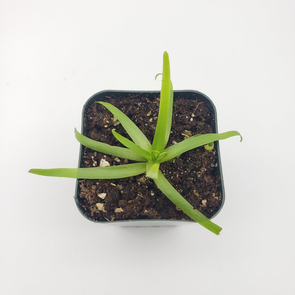 Pinguicula moctezumae product image 5