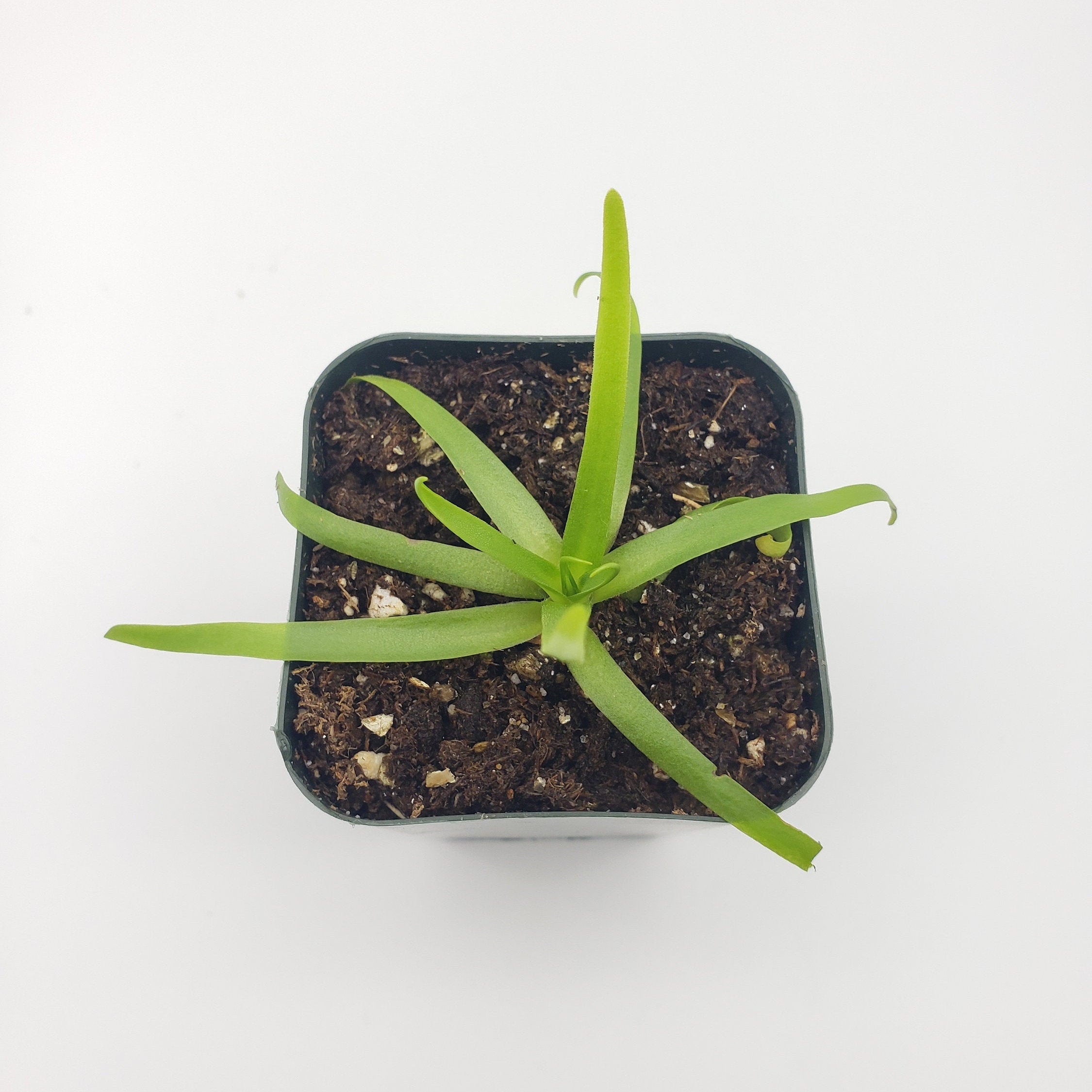 Pinguicula moctezumae product image 5