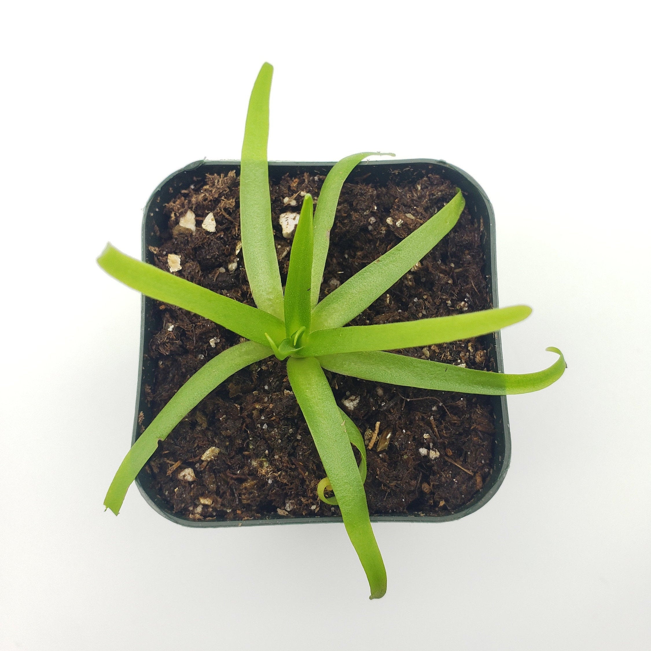 Pinguicula moctezumae product image 2