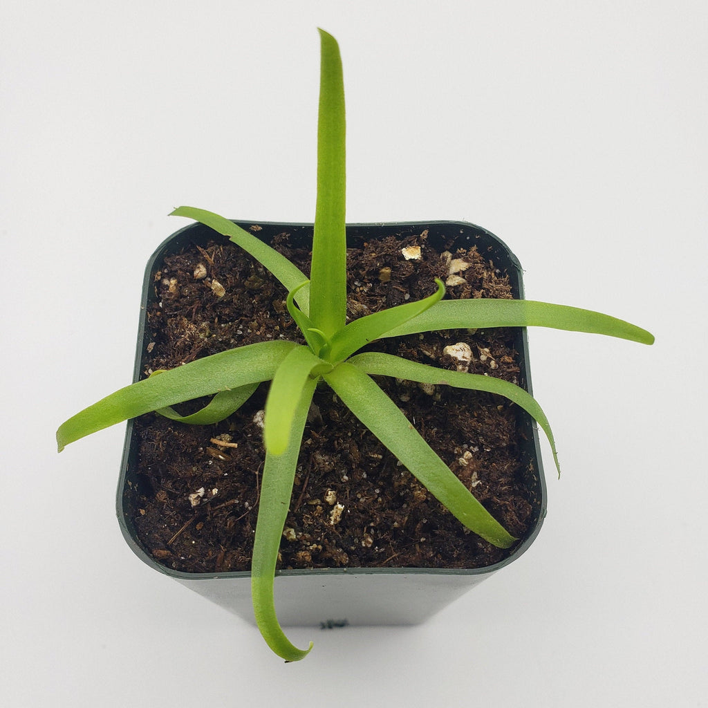 Pinguicula moctezumae product image 3