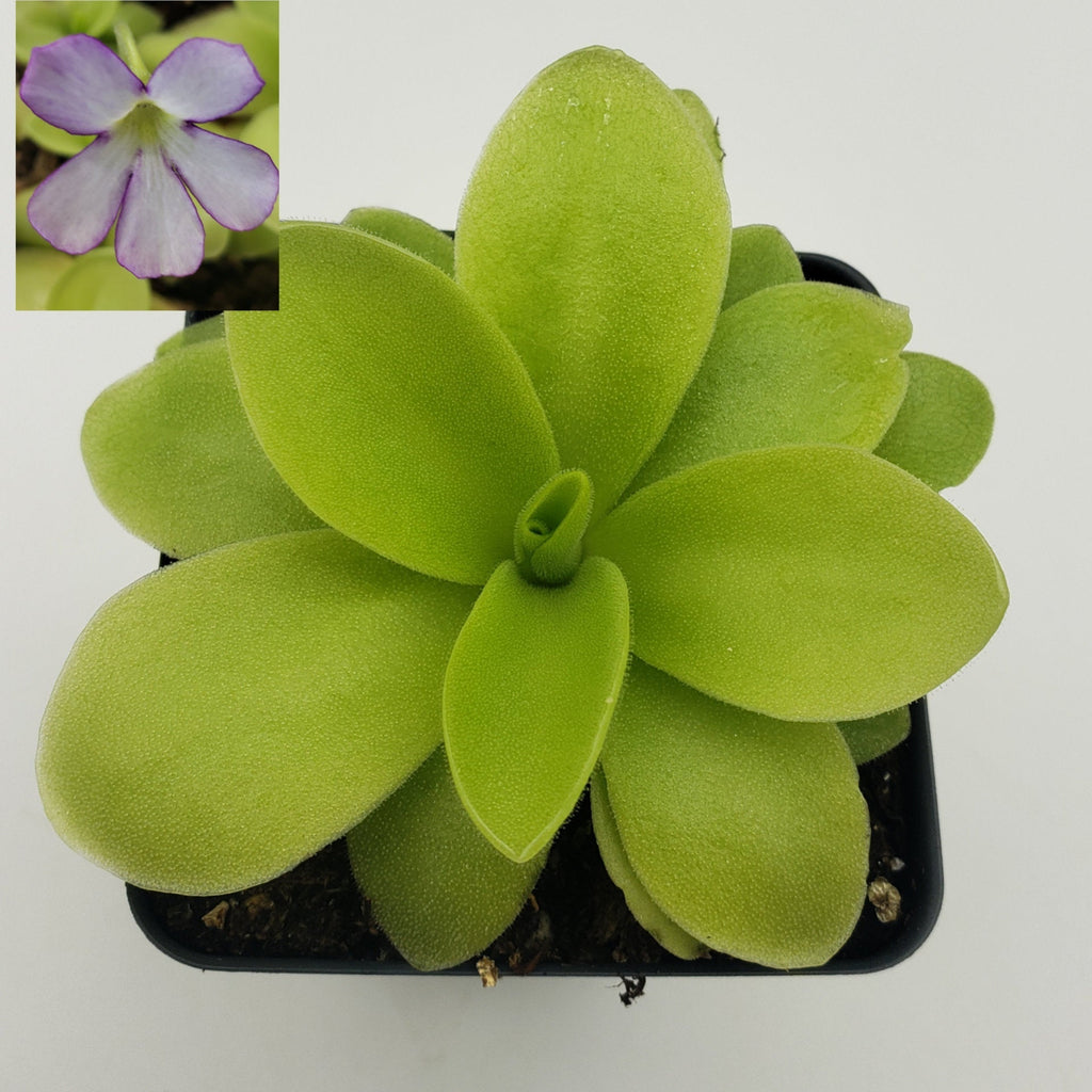 Pinguicula gigantea x 'Huahuapan' product image 1