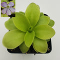 Pinguicula gigantea x 'Huahuapan' product image 1