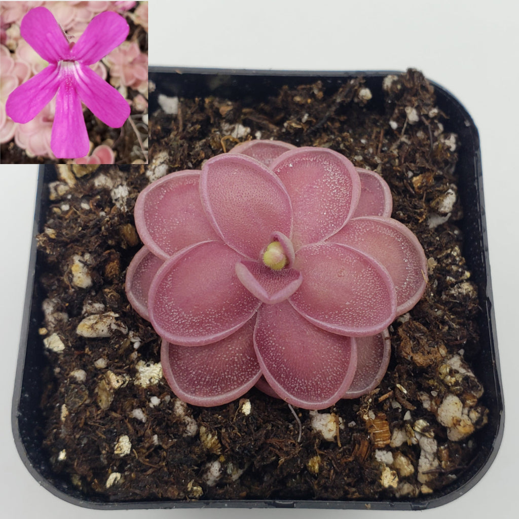 Pinguicula ehlersiae x mesophytica Clone 001 with a pink rosette and a magenta flower inset