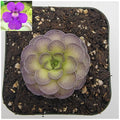 Pinguicula cyclosecta live plant product image 1