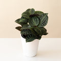 Jungle Diva Roxie houseplant product image