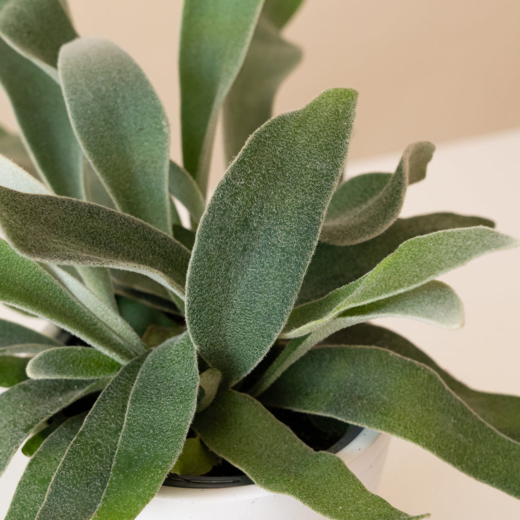 Living Lace® Ribbon Dance™ live houseplant product image 2