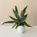 Living Lace® Ribbon Dance™ live houseplant product image 1