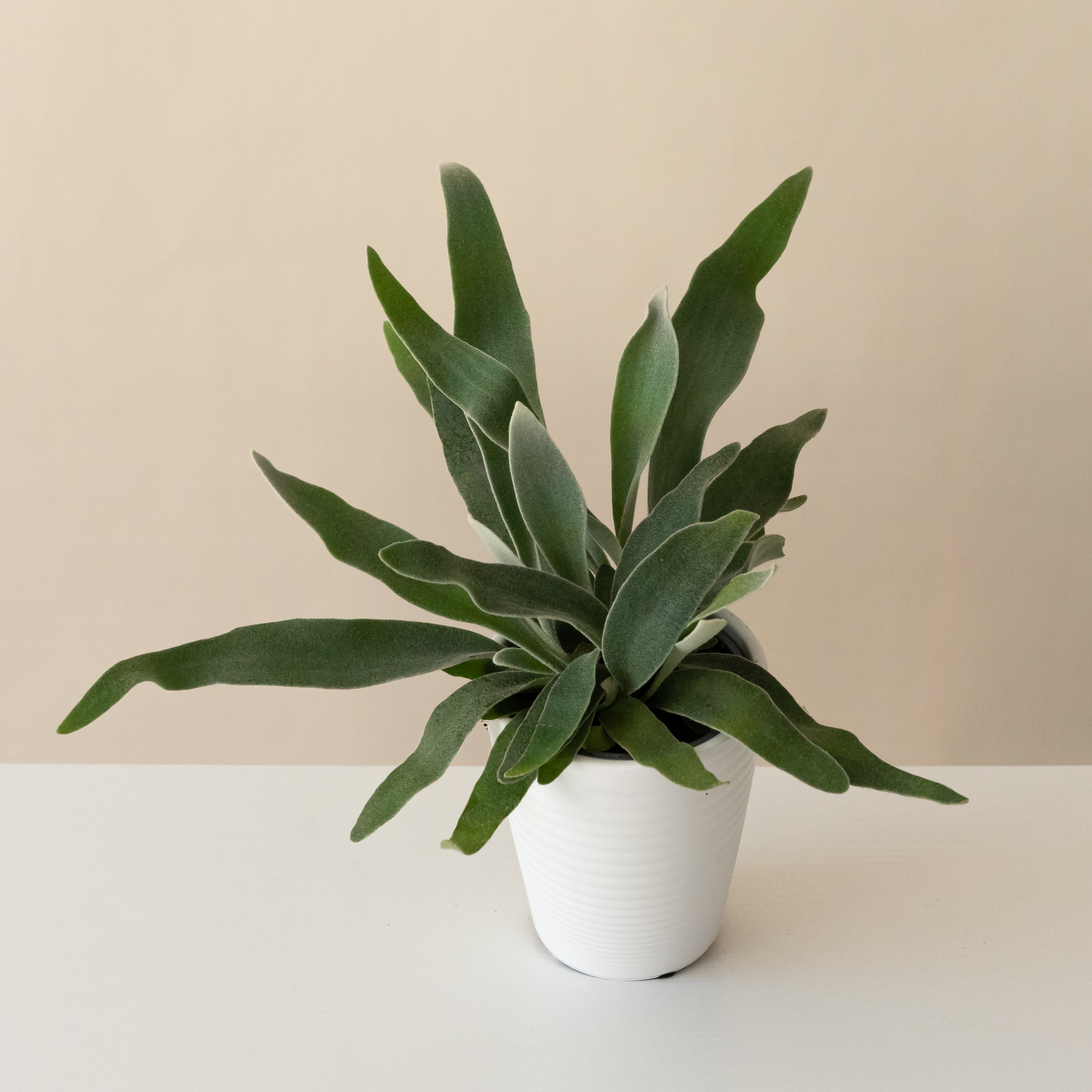 Living Lace® Ribbon Dance™ live houseplant product image 1