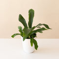 Living Lace® Sword Dance™ live houseplant product image 1