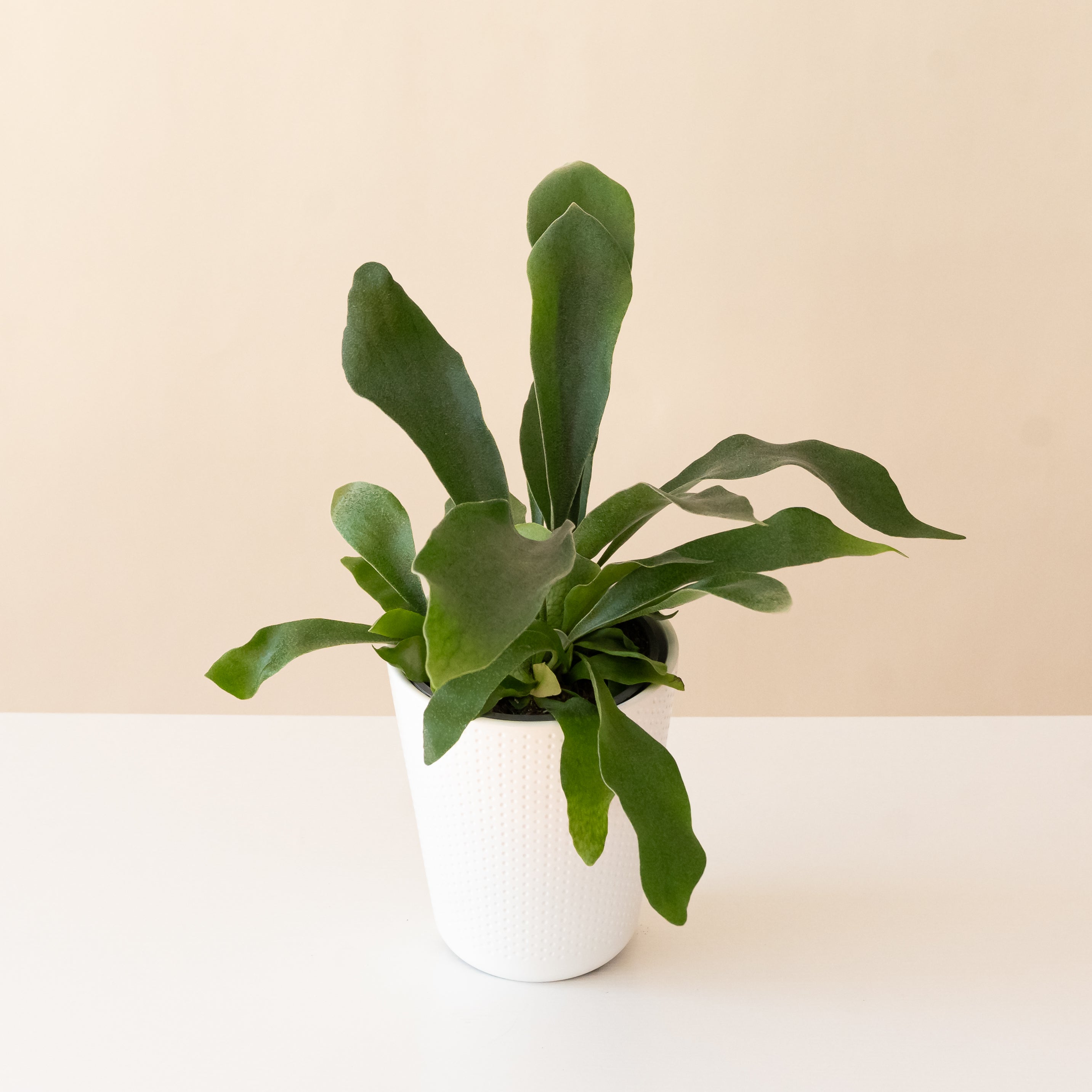 Living Lace® Sword Dance™ live houseplant product image 1