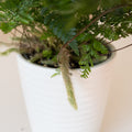 Living Lace® Twilight Tassel™ live houseplant product image 1
