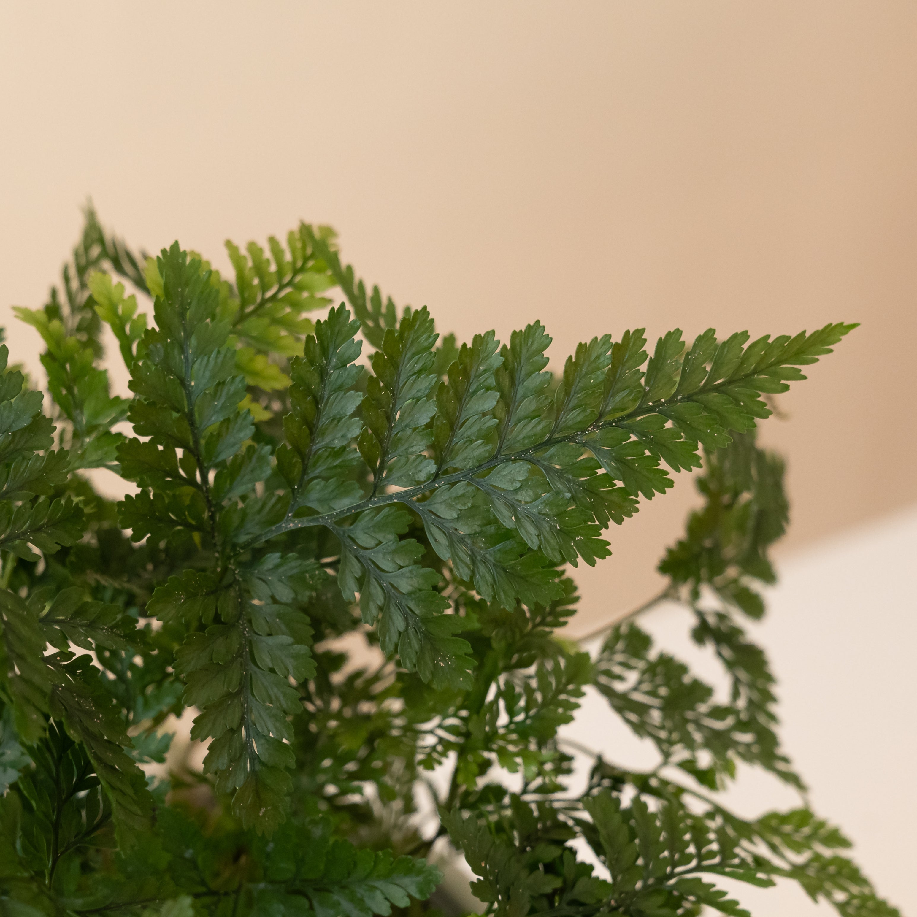 Living Lace® Twilight Tassel™ live houseplant product image 2