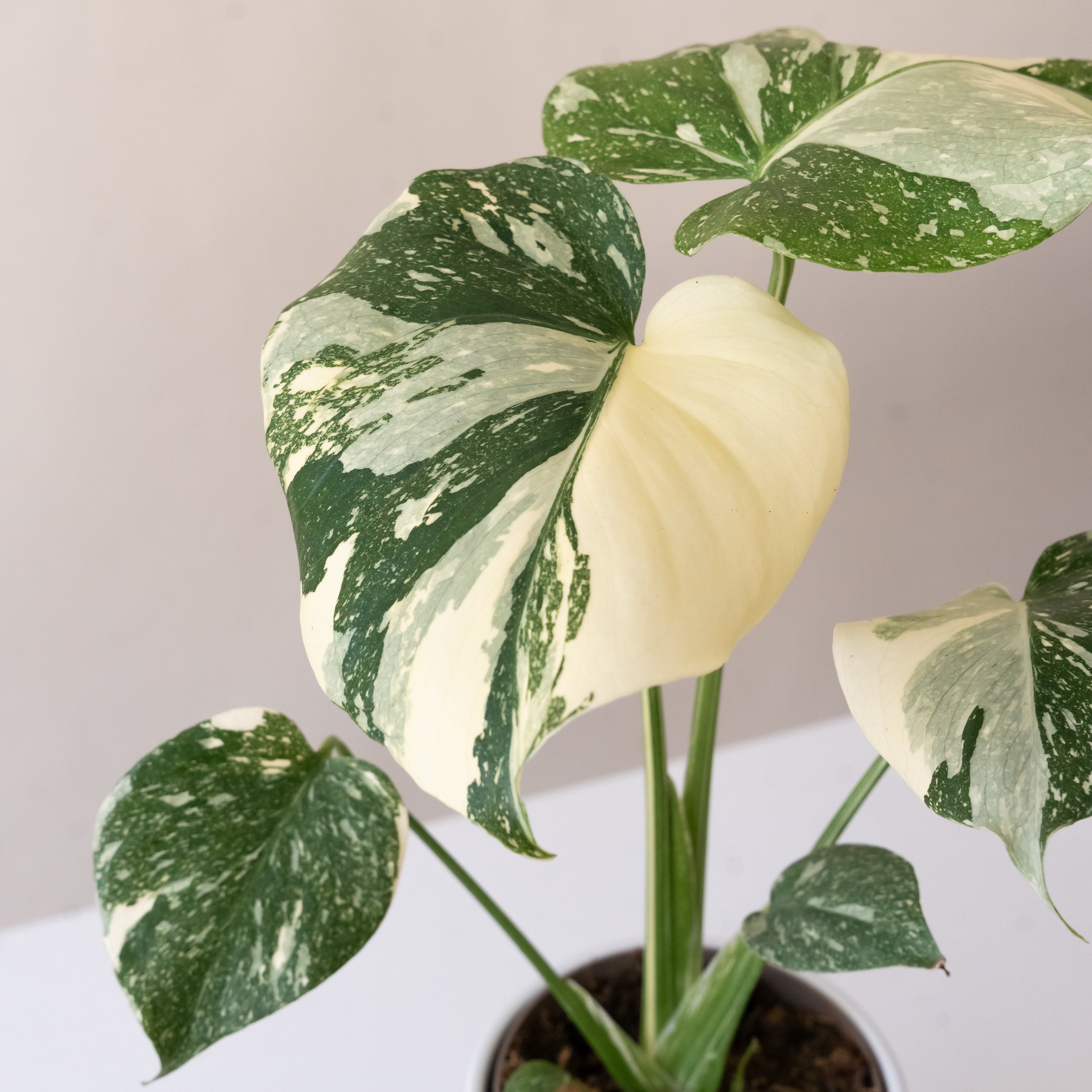 Mysteria® Spotsylvania™ live houseplant product image 2