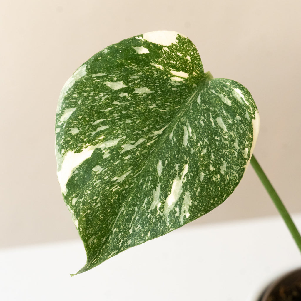 Mysteria® Spotsylvania™ live houseplant product image 3
