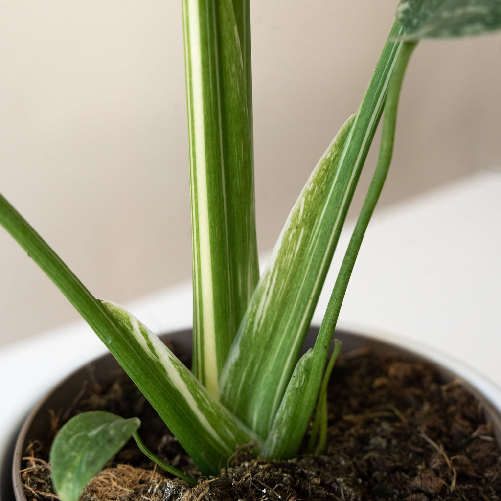 Mysteria® Spotsylvania™ live houseplant product image 4