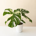 Mysteria® Spotsylvania™ live houseplant product image 1