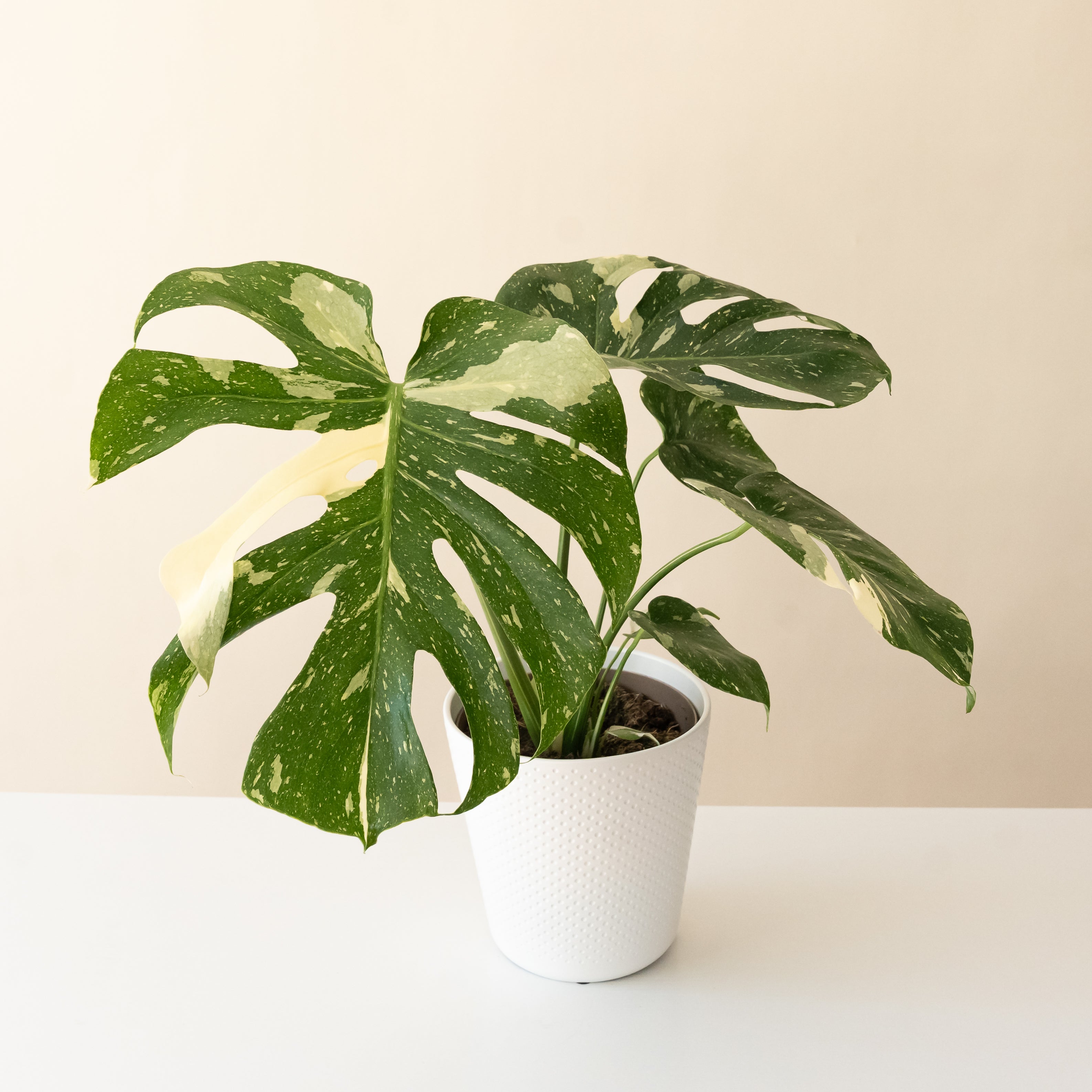 Mysteria® Spotsylvania™ live houseplant product image 1