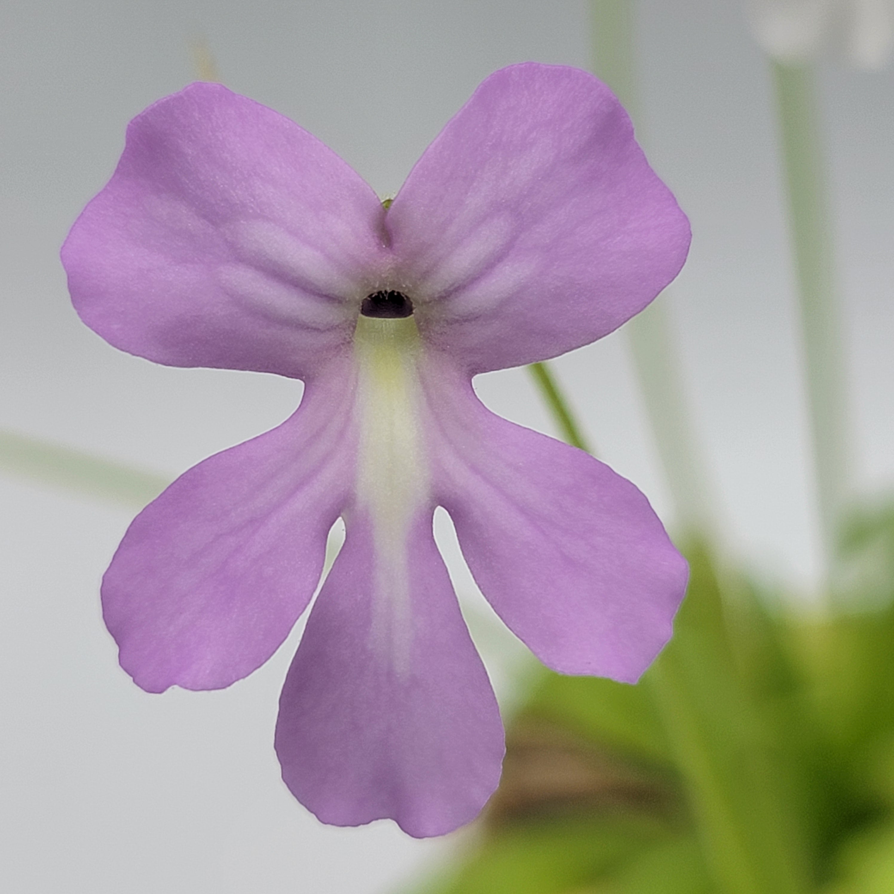 Pinguicula moranensis var. alba x moctezumae product image 4