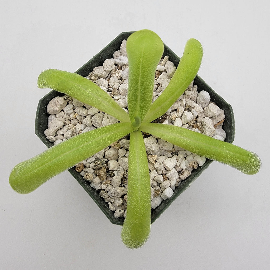 Pinguicula moranensis var. alba x moctezumae product image 1